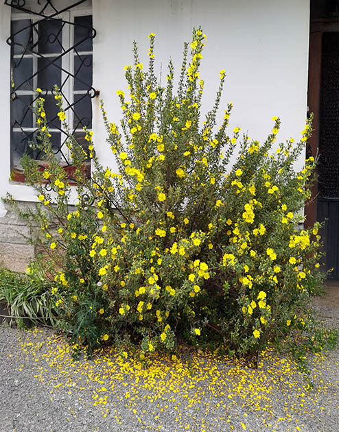 Halimium sp (Béarn)